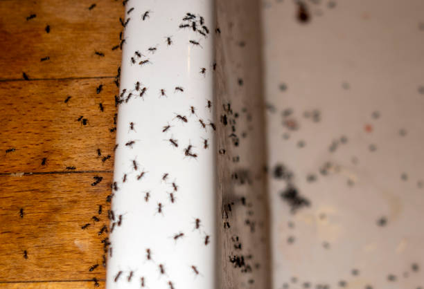 Best Pest Inspection Near Me  in Interlaken, CA