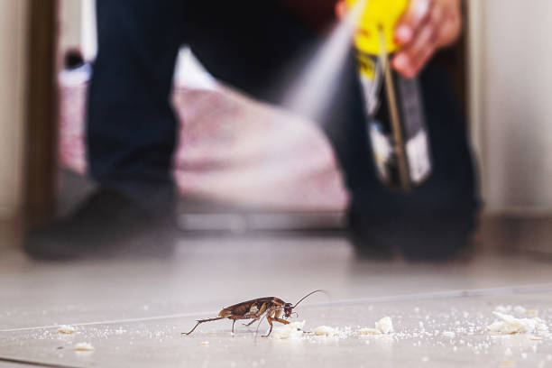 Best Affordable Pest Control Services  in Interlaken, CA